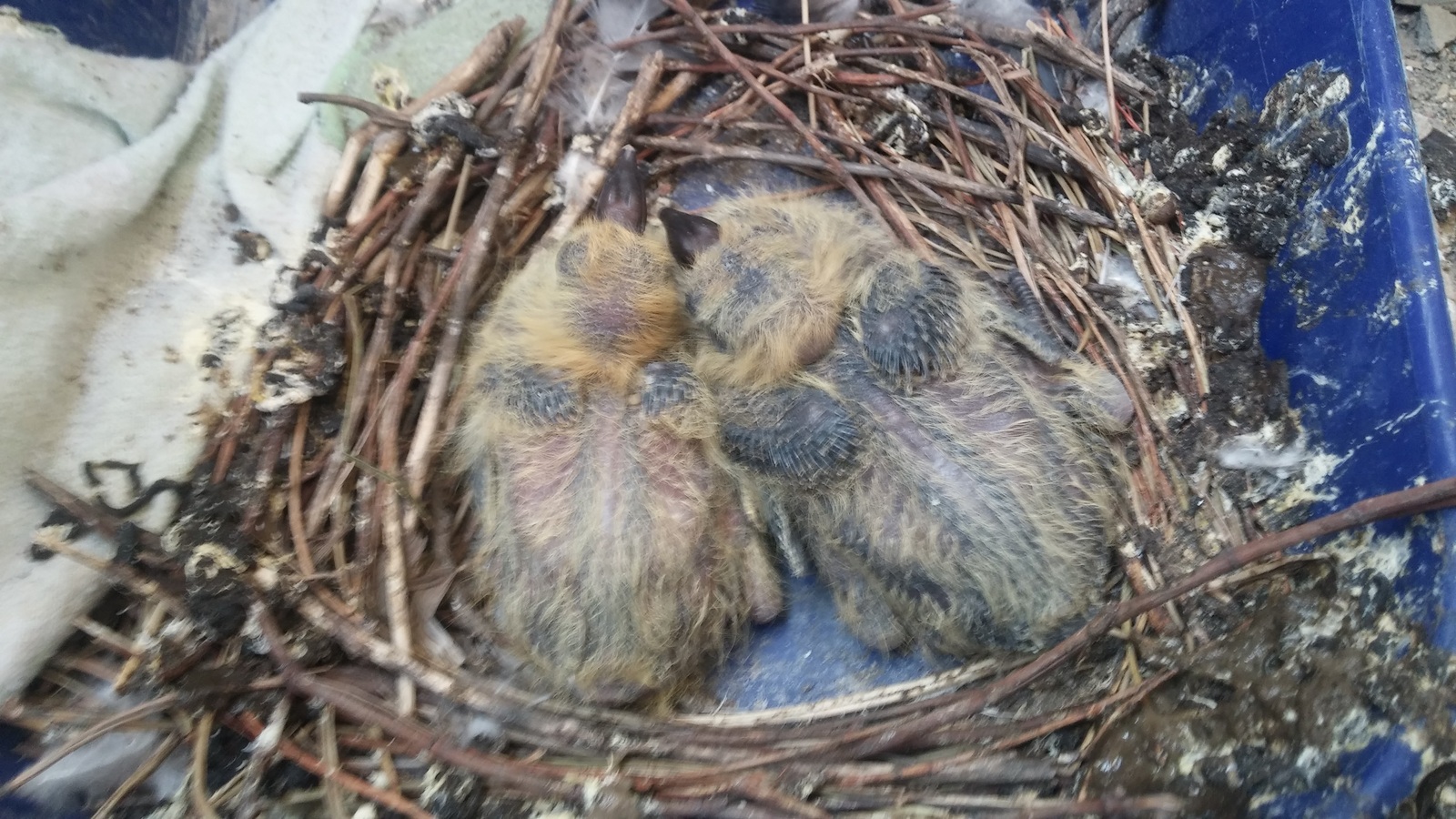 How scary are they... - My, Pigeon, Chicks of pigeons, Freaks, My, Astonishment