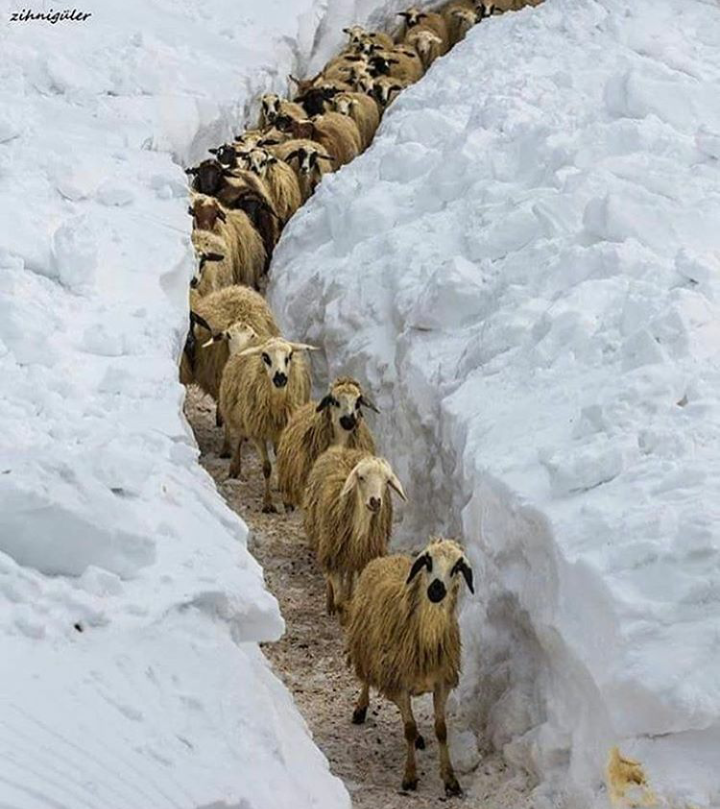 Lambs - Rams, Snow