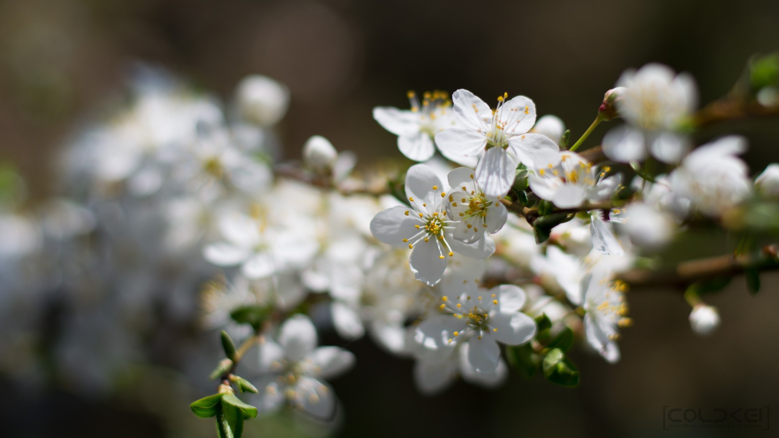 The power of spring - My, Spring, The photo, Flowers, Nikon, Longpost