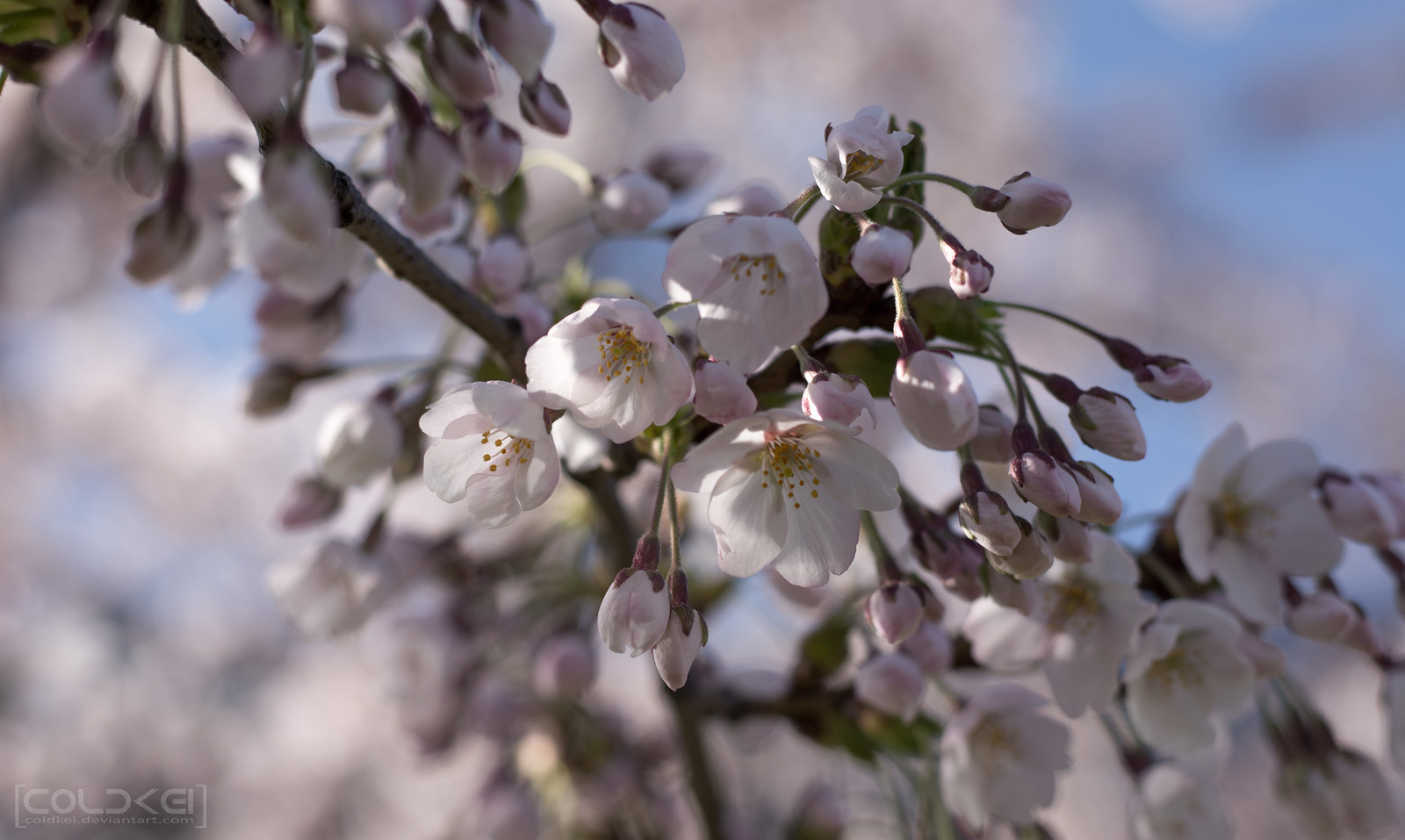 The power of spring - My, Spring, The photo, Flowers, Nikon, Longpost