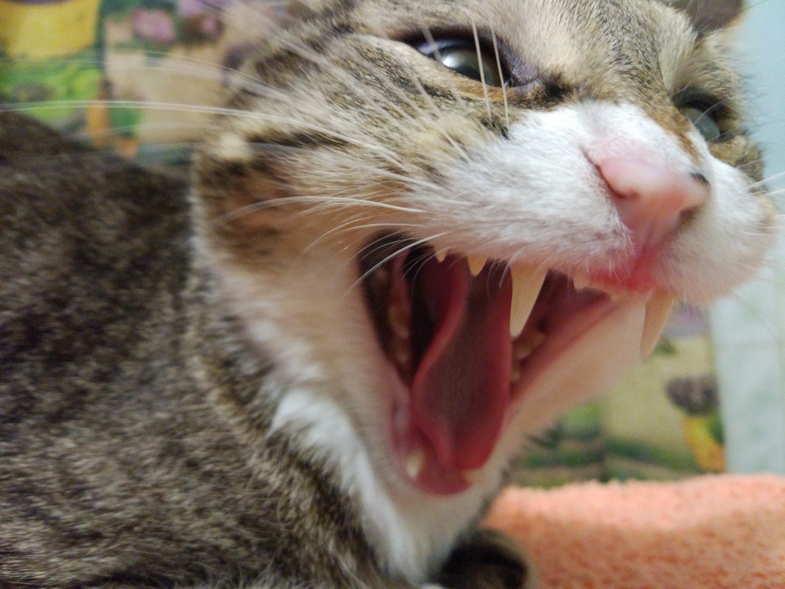 Just a yawning cat :D - My, cat, Yawn, Longpost