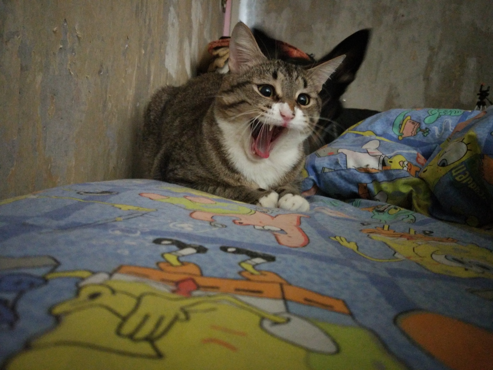 Just a yawning cat :D - My, cat, Yawn, Longpost