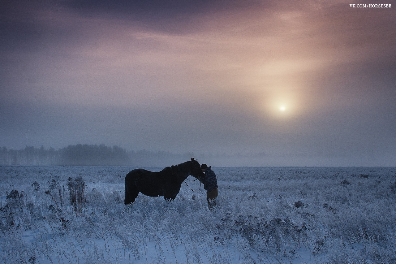 Photos from our stables. Part two. - My, Horses, Stable, Equestrian Club, Horseback riding, Horseback riding, Ryazan, Longpost