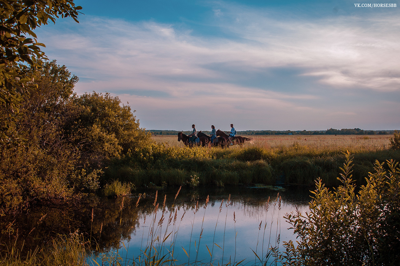 Photos from our stables. Part two. - My, Horses, Stable, Equestrian Club, Horseback riding, Horseback riding, Ryazan, Longpost