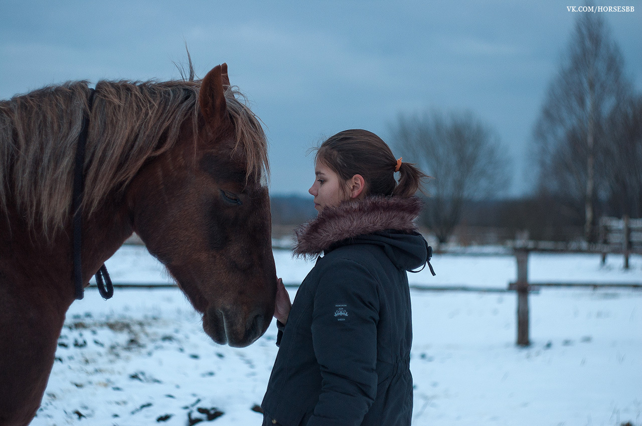 Photos from our stables. Part two. - My, Horses, Stable, Equestrian Club, Horseback riding, Horseback riding, Ryazan, Longpost