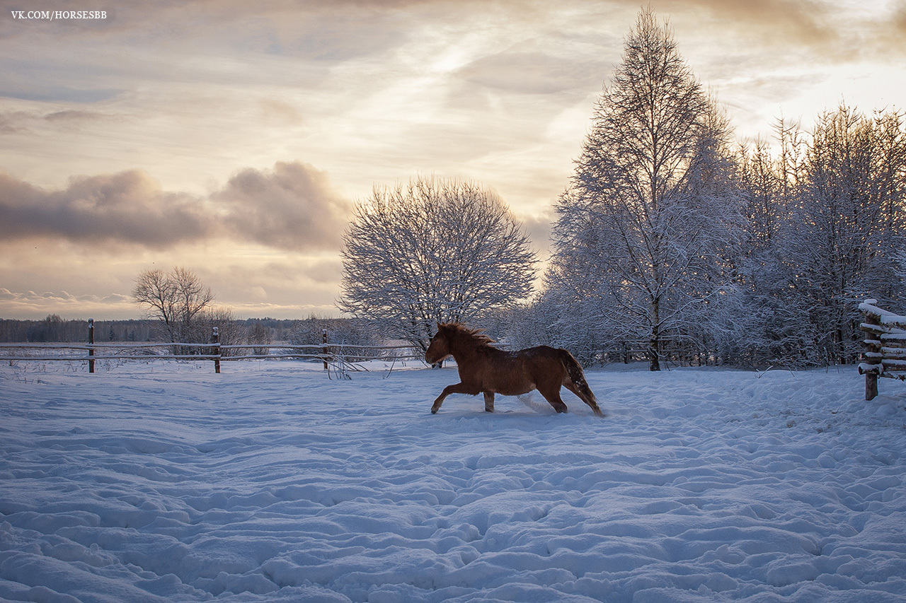 Photos from our stables. Part two. - My, Horses, Stable, Equestrian Club, Horseback riding, Horseback riding, Ryazan, Longpost