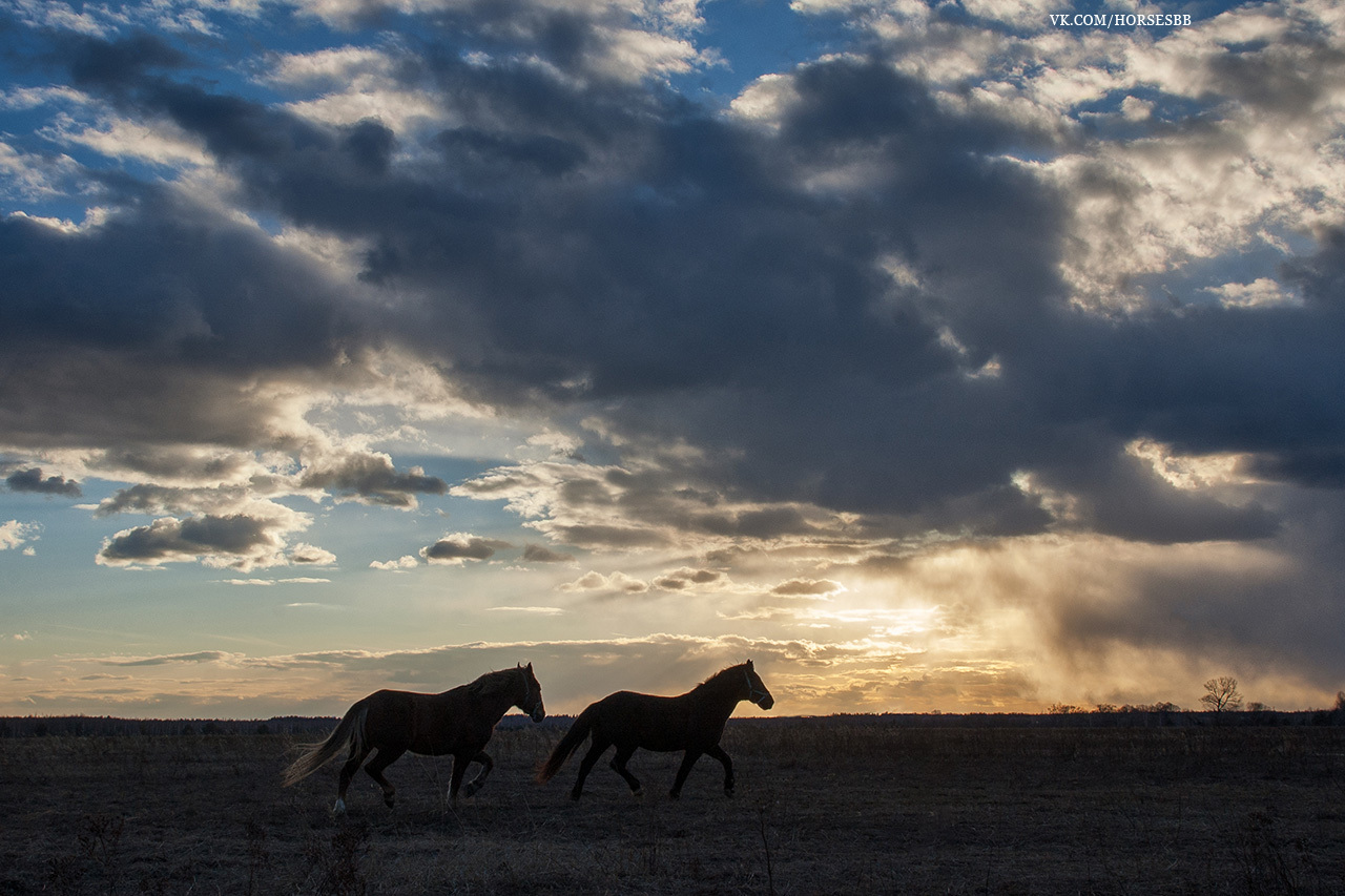 Photos from our stables. Part two. - My, Horses, Stable, Equestrian Club, Horseback riding, Horseback riding, Ryazan, Longpost