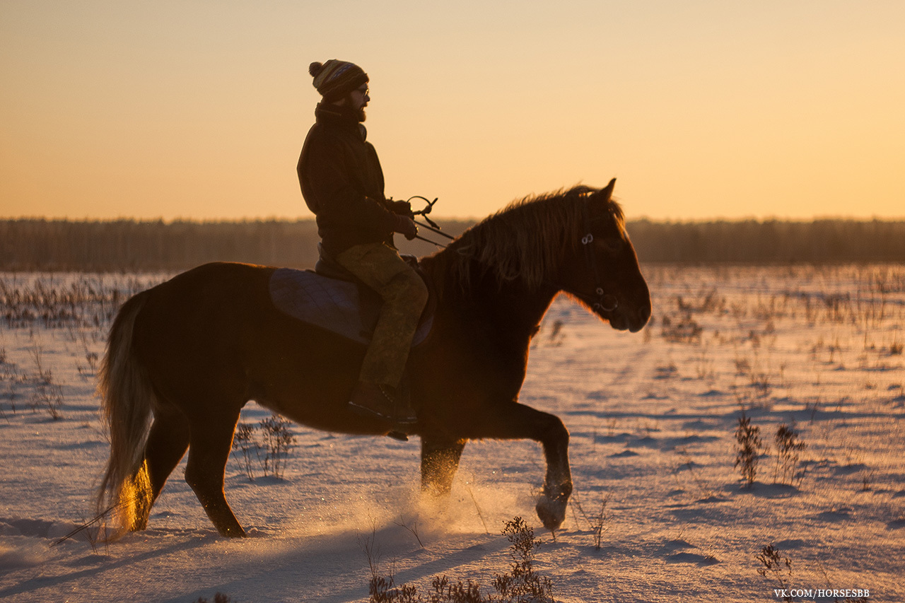 Photos from our stables. Part two. - My, Horses, Stable, Equestrian Club, Horseback riding, Horseback riding, Ryazan, Longpost