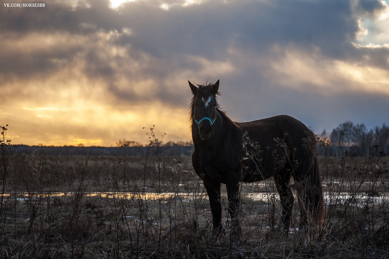 Photos from our stables. Part two. - My, Horses, Stable, Equestrian Club, Horseback riding, Horseback riding, Ryazan, Longpost