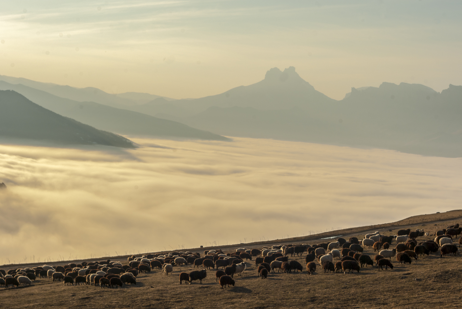 Sheep eat clouds - My, King of the hill, Rams, Clouds