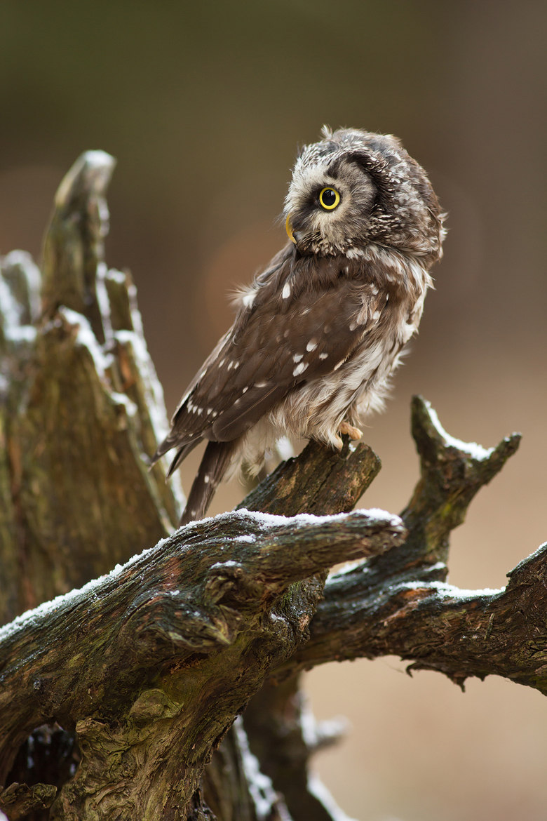 Wow wow post. - The photo, Owl, Owl, Longpost