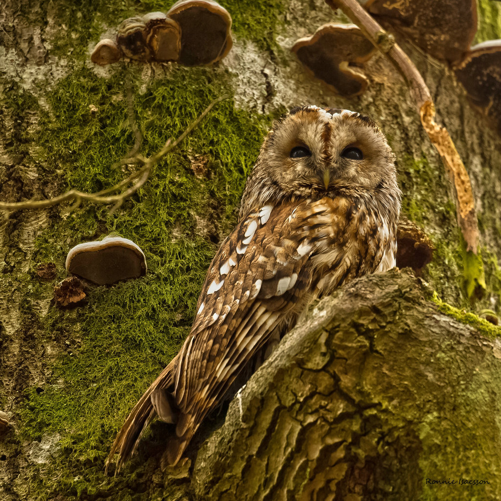 Wow wow post. - The photo, Owl, Owl, Longpost