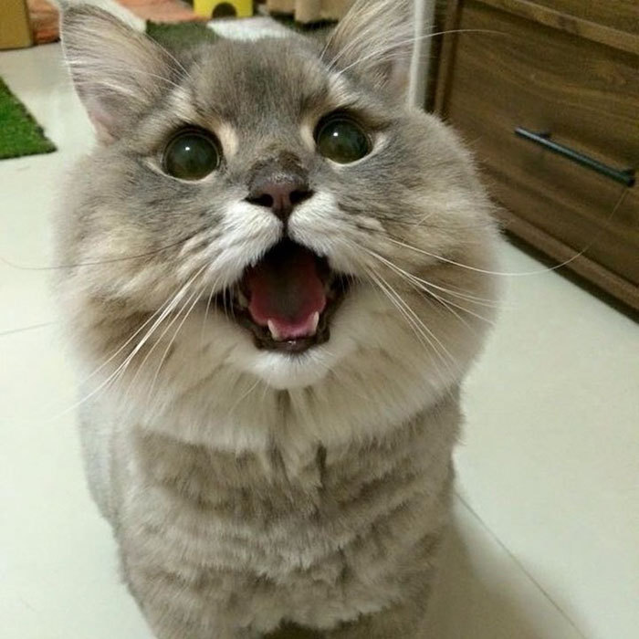 This is Bon-Bon, the fattest and fluffiest cat from Thailand) - cat, Thailand, Longpost