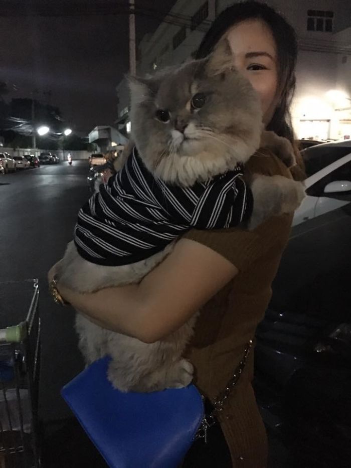 This is Bon-Bon, the fattest and fluffiest cat from Thailand) - cat, Thailand, Longpost