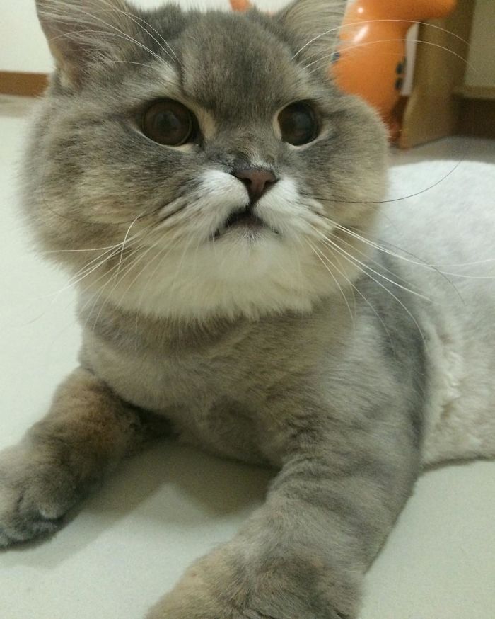 This is Bon-Bon, the fattest and fluffiest cat from Thailand) - cat, Thailand, Longpost