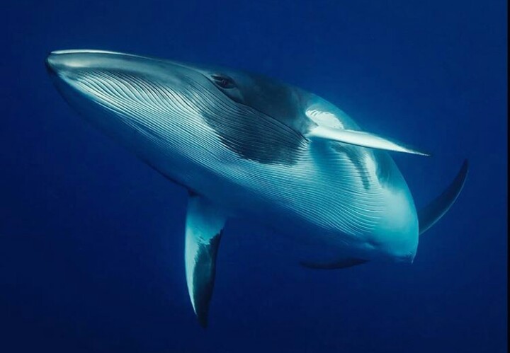 Blue whale - Whale, beauty