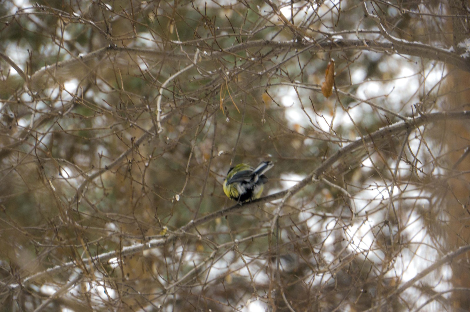 How I tried to photograph titmouse. - My, The photo, Tit, Failure, Longpost