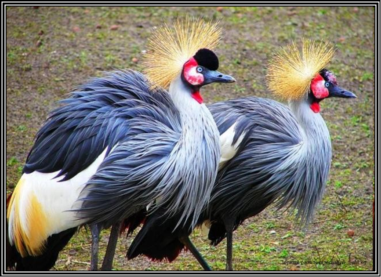 When going to a club with a friend - Birds, Africa, Images