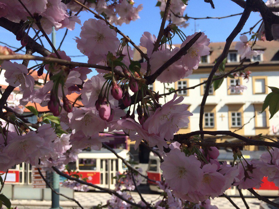 Prague, or may spring be with you - My, Prague, Spring, Sakura, Walk, Easter, Fair, Longpost