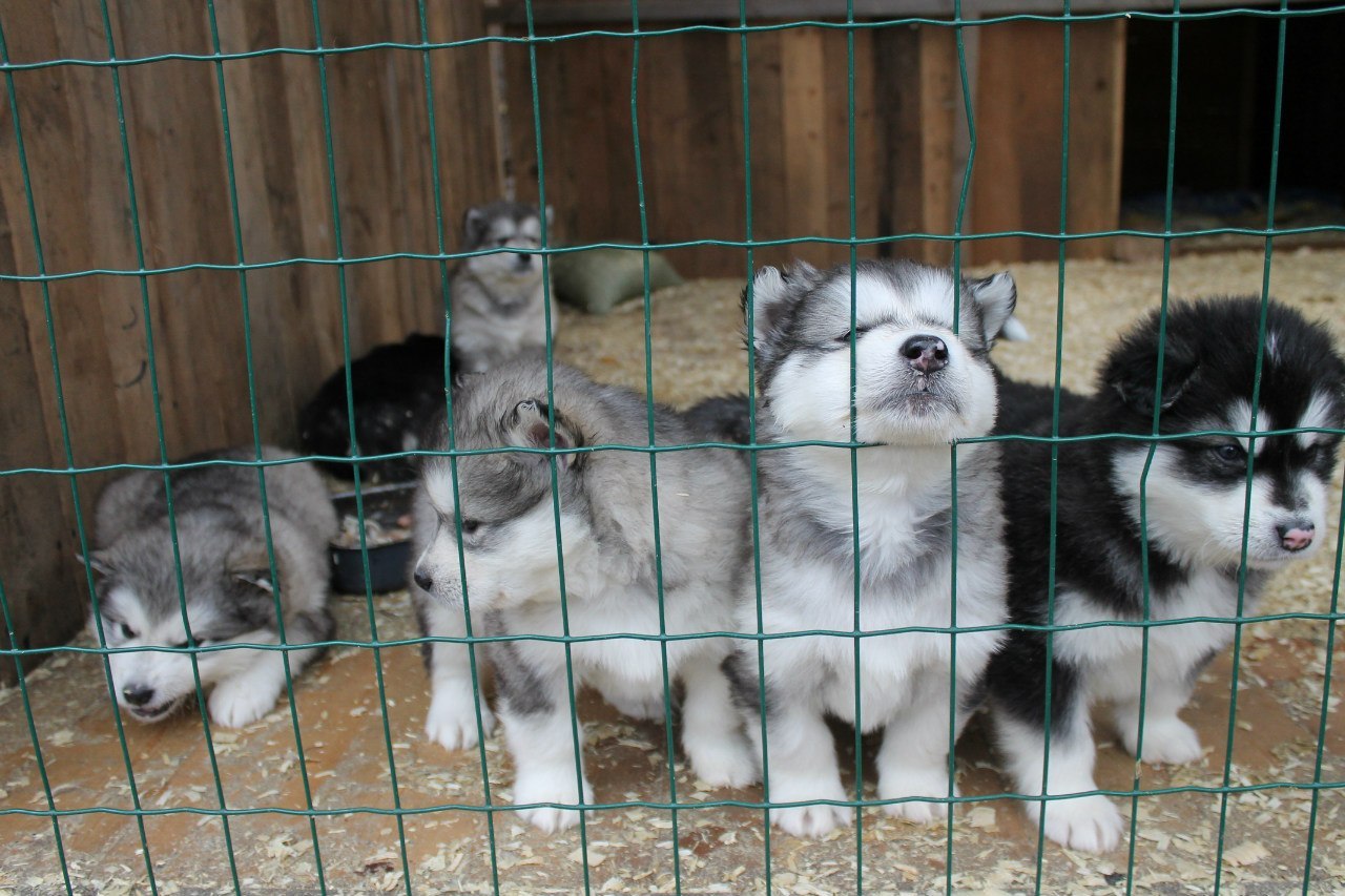 Alaskan Malamute puppies - My, , Alaskan Malamute, , Dog, Puppies, Milota, , Longpost