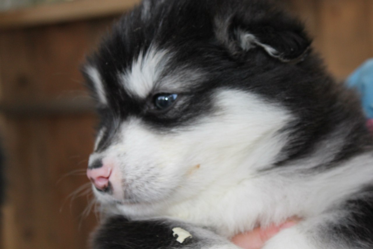 Alaskan Malamute puppies - My, , Alaskan Malamute, , Dog, Puppies, Milota, , Longpost