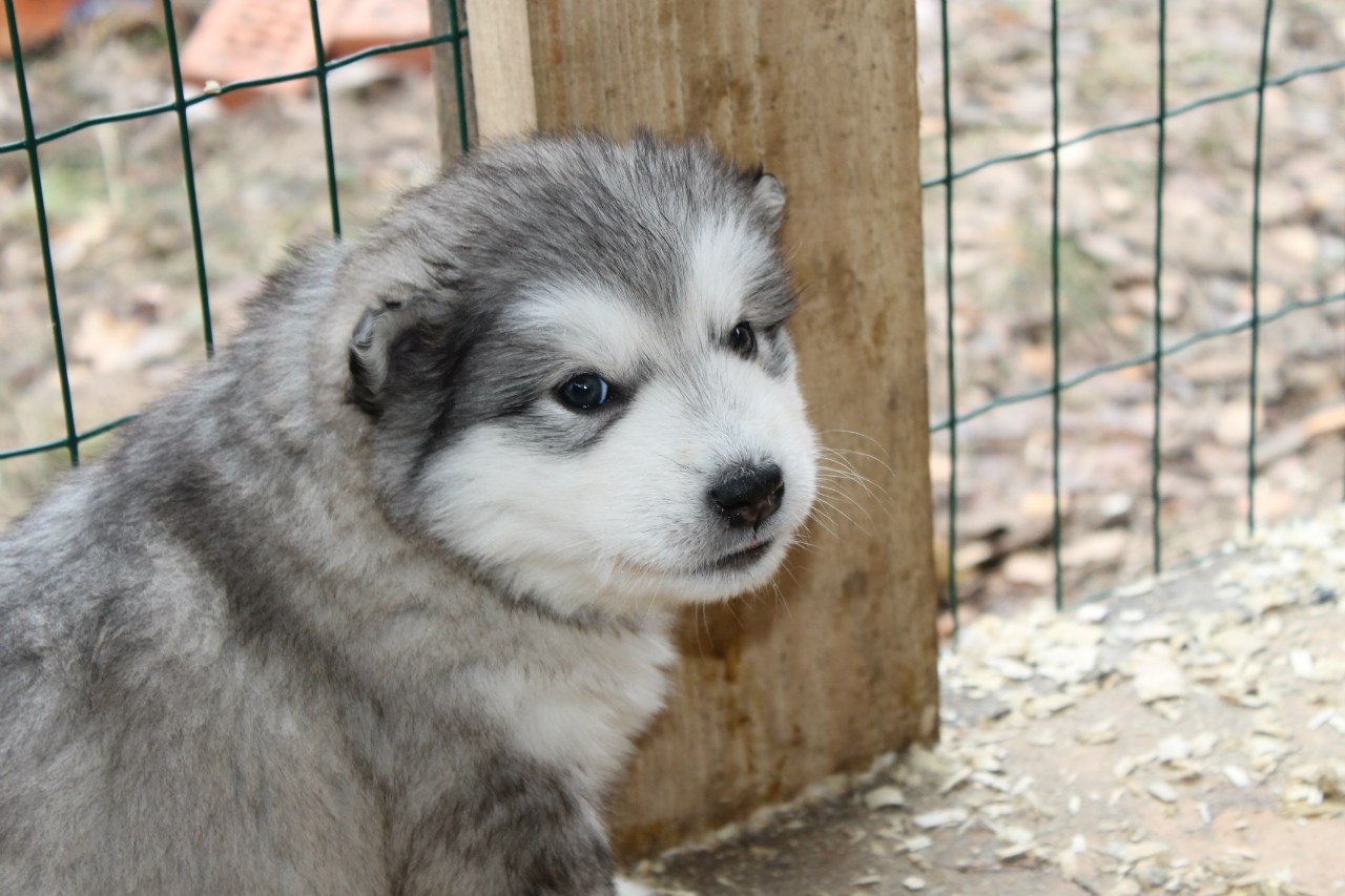 Alaskan Malamute puppies - My, , Alaskan Malamute, , Dog, Puppies, Milota, , Longpost