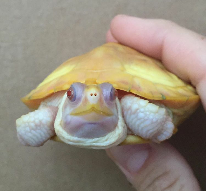 Turtle - Turtle, Little