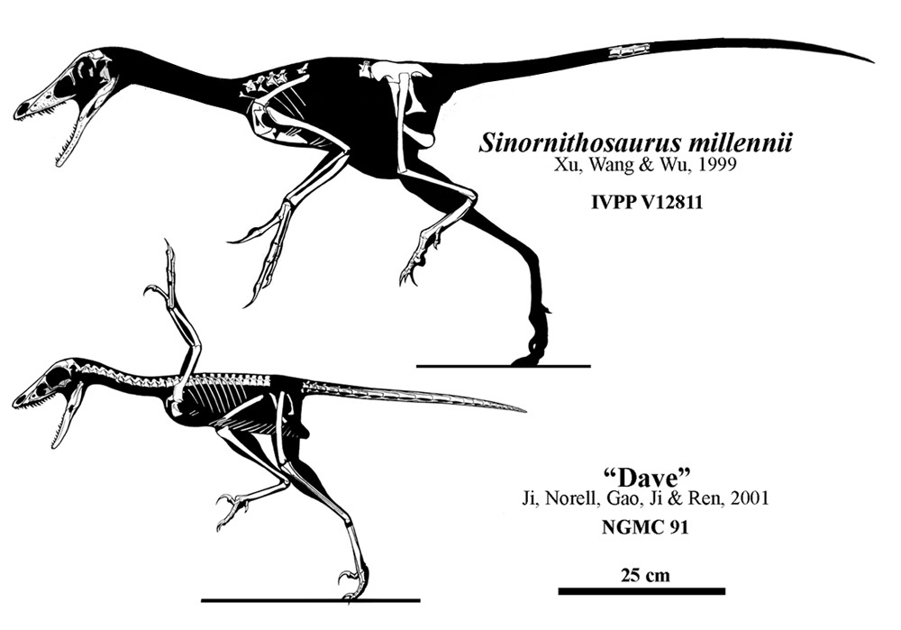 Sinornithosaurus - the venomous ancestor of birds - My, Paleontology, Dinosaurs, I, , Longpost, Ancestors