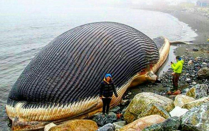 The whale washed up on the beach - Whale, The photo