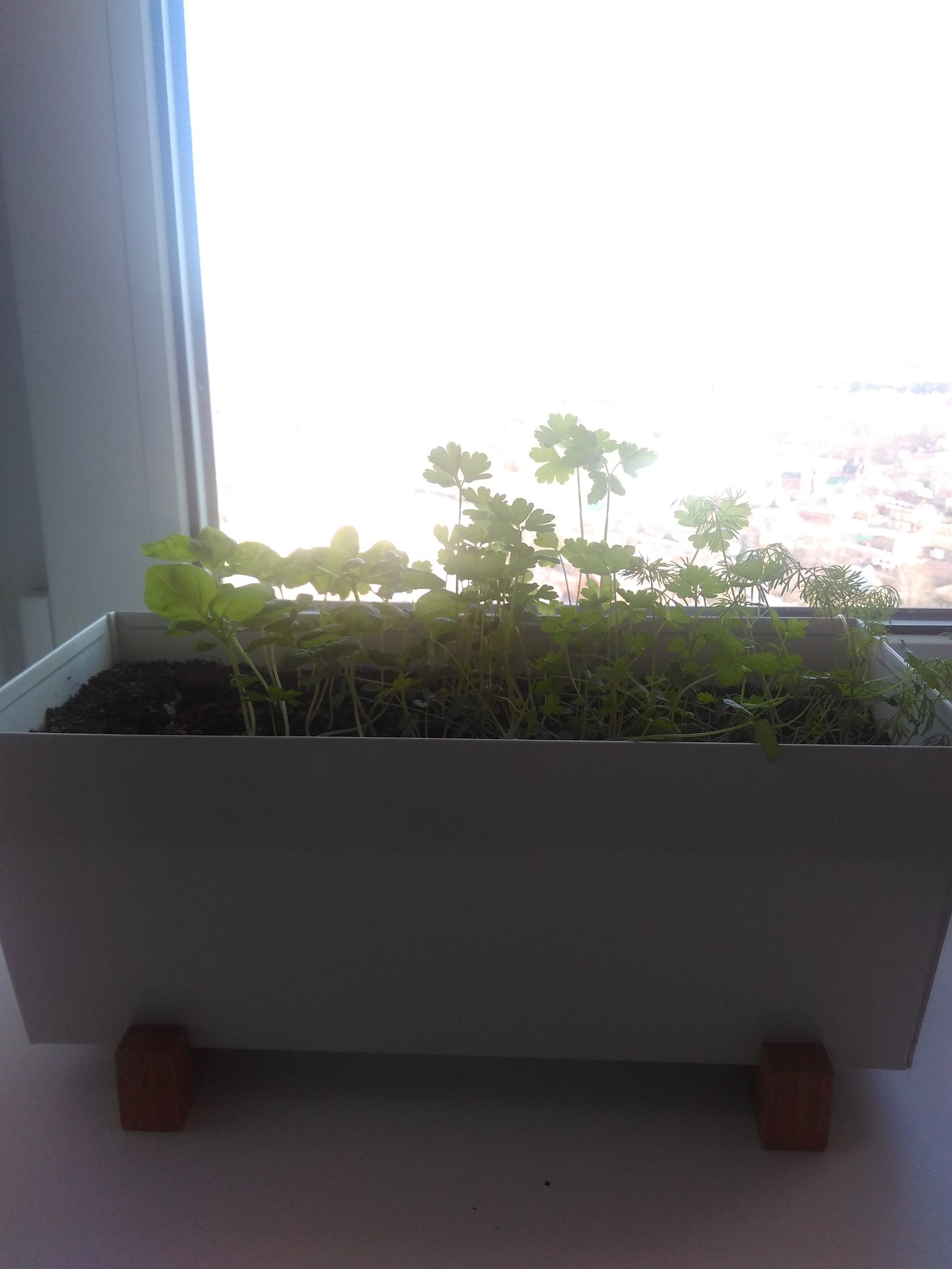 My farm 2 - My, Plants, Windowsill, Greenery