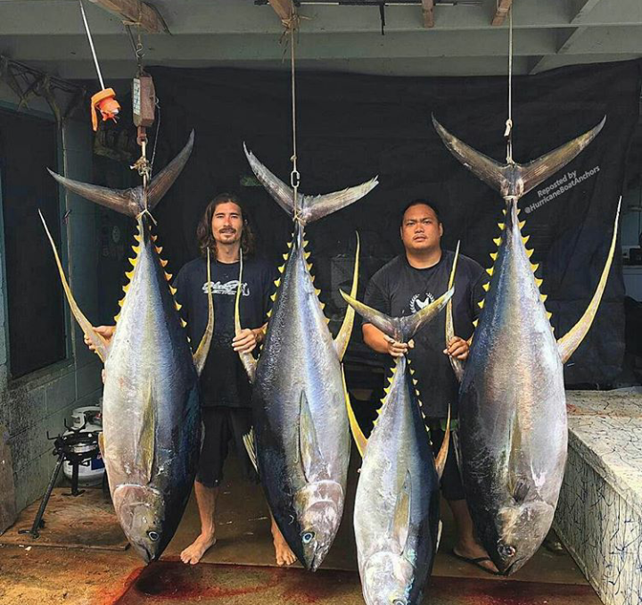 Good catch - Tuna, Fishing, A fish