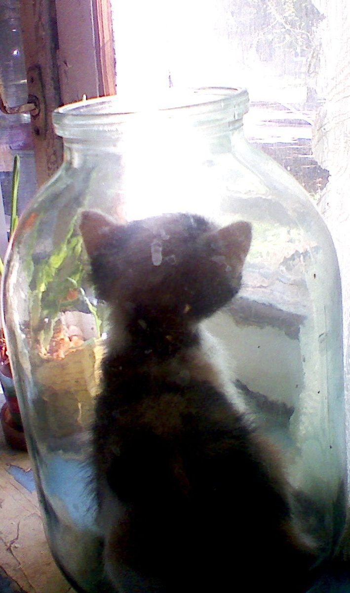 Kote - My, cat, Jar, Calmness, Is sitting, Jackals