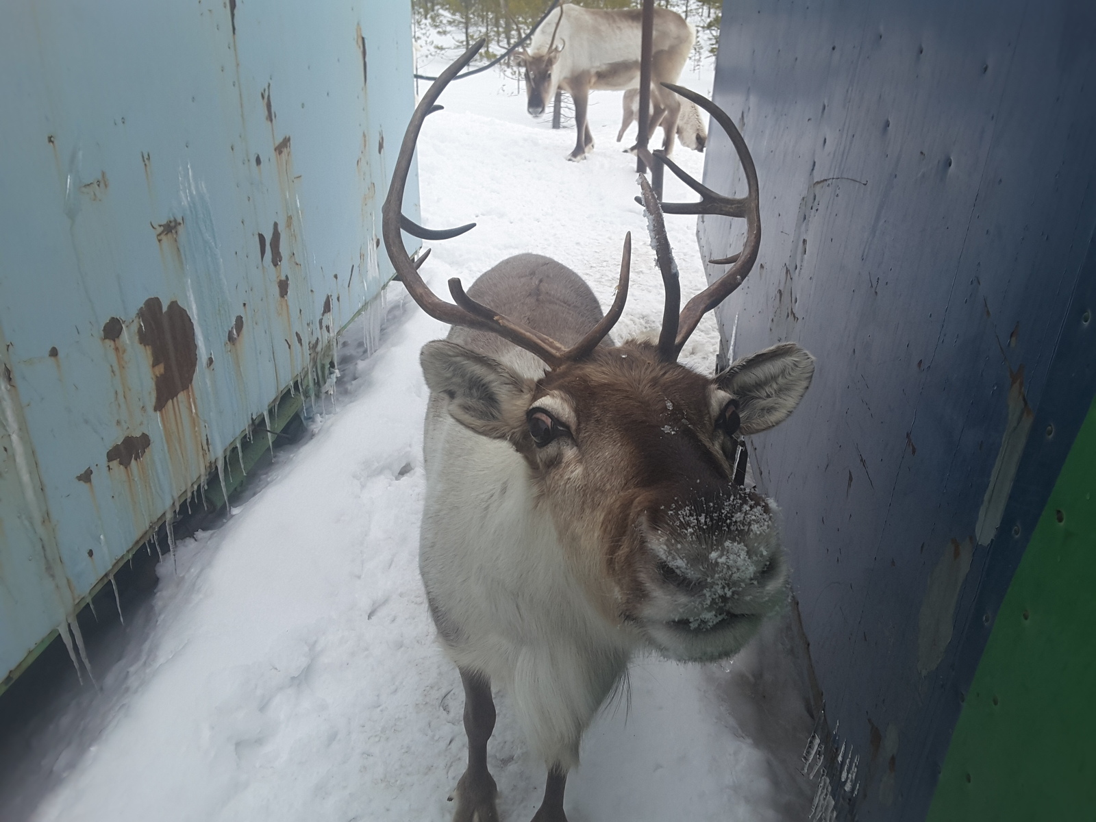 You don't get bored at the drilling site :) - My, Work, Deer, Yamal, Monday, Animals, Deer