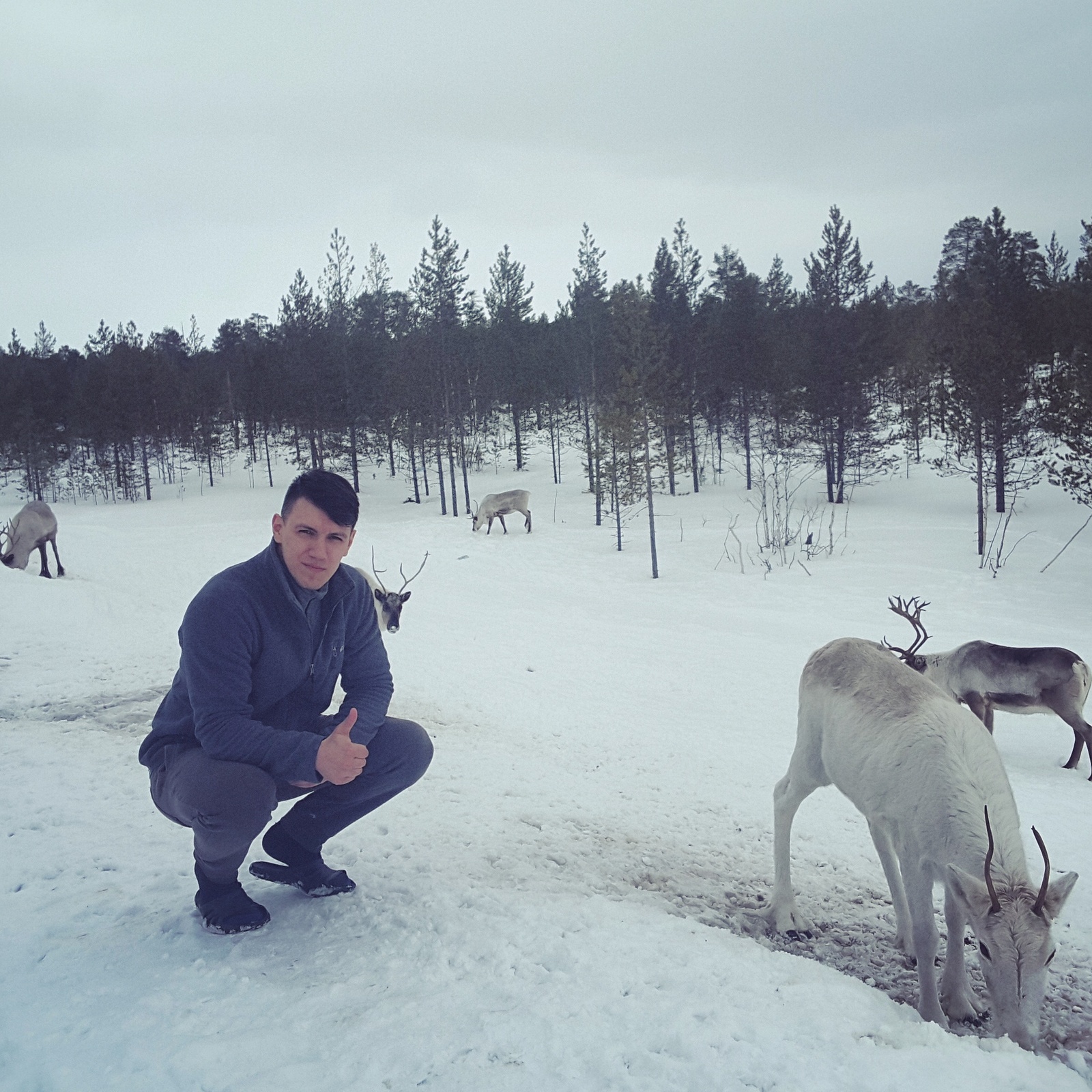 You don't get bored at the drilling site :) - My, Work, Deer, Yamal, Monday, Animals, Deer