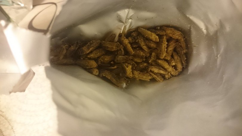 Chips, croutons, squids.... how do you like this with a beer? - Snack, Insects