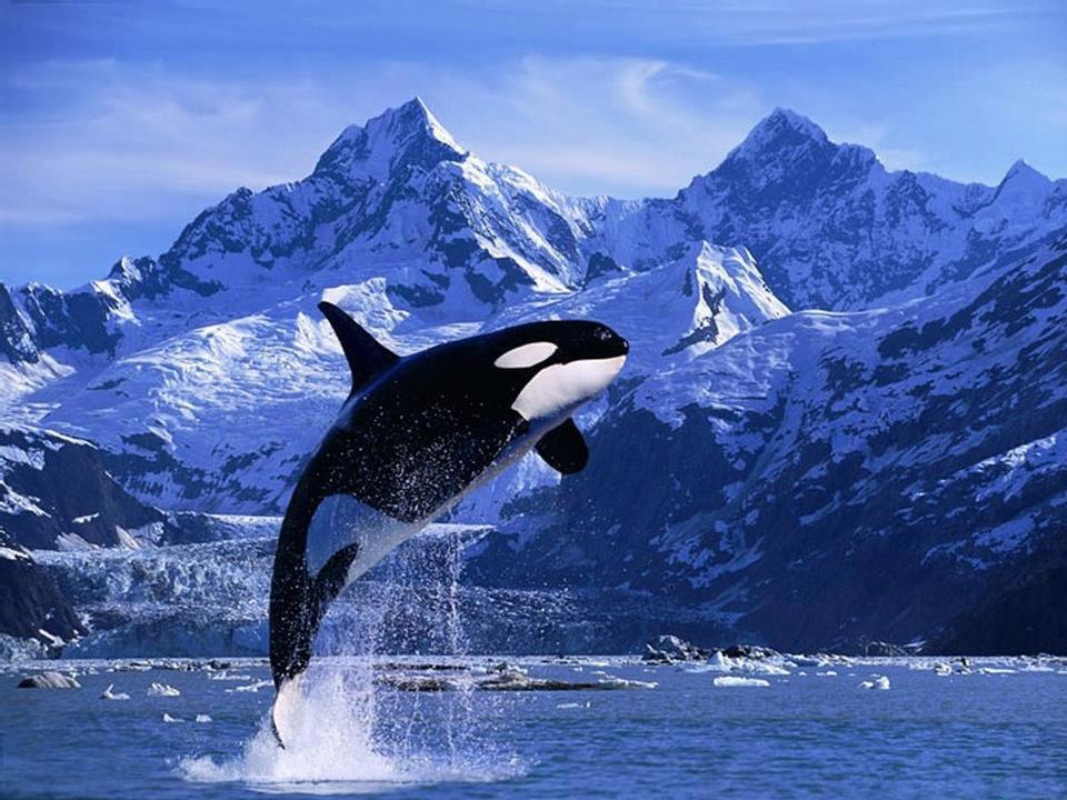 Why does a whale release a fountain? - Whale, Facts, Fountain, Interesting, Longpost