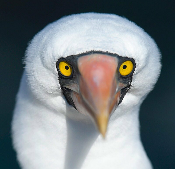 Yellow-eyed handsome) - Yellow, Birds