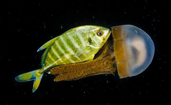 Fish and jellyfish - A fish, Jellyfish