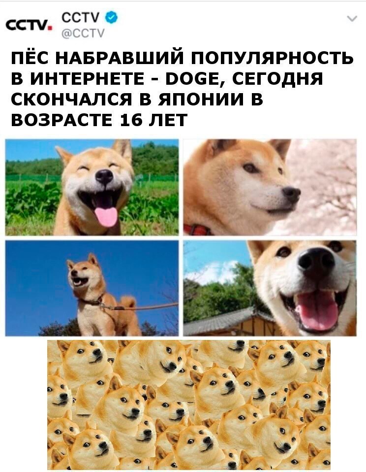 Сначала дичь теперь doge... - Doge, Мемы