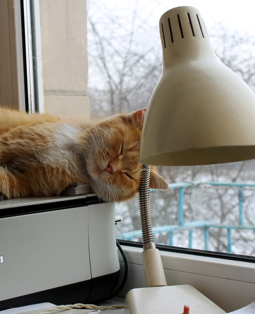 Cat with lamp - My, cat, Cat with lamp, My, Asleep, Ginger