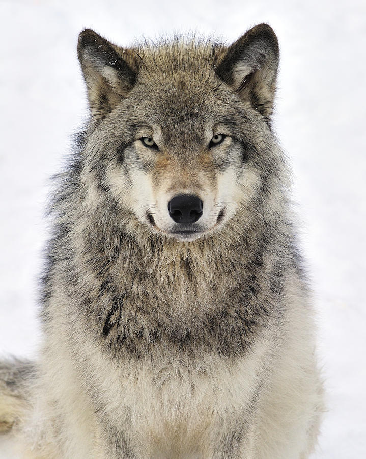 Howling in the night is long. - The photo, Flock, Wolf, , Nature, Longpost