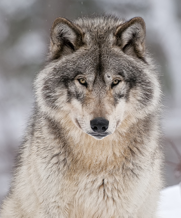 Howling in the night is long. - The photo, Flock, Wolf, , Nature, Longpost