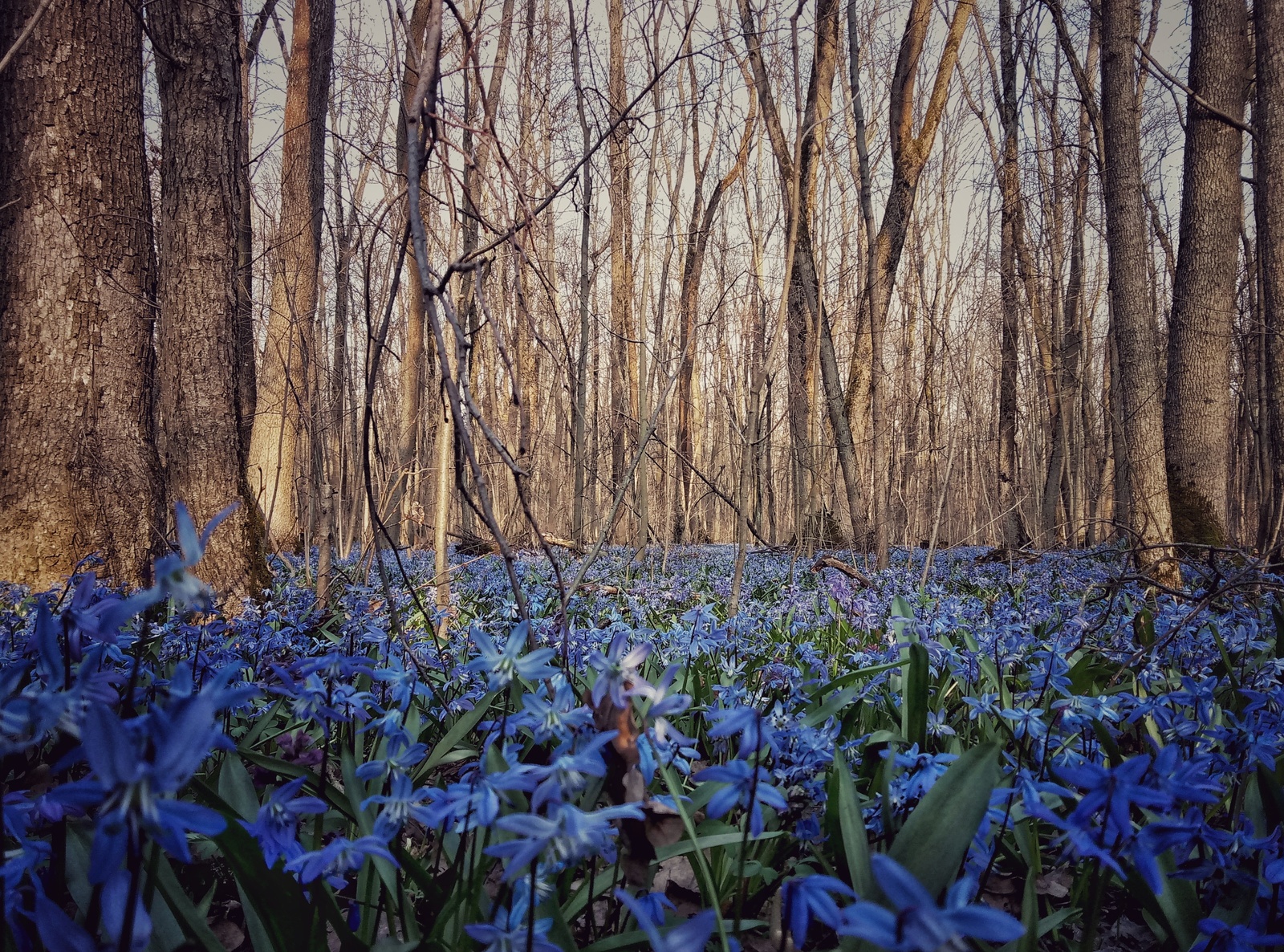 Didn't break one - My, Forest, Flowers