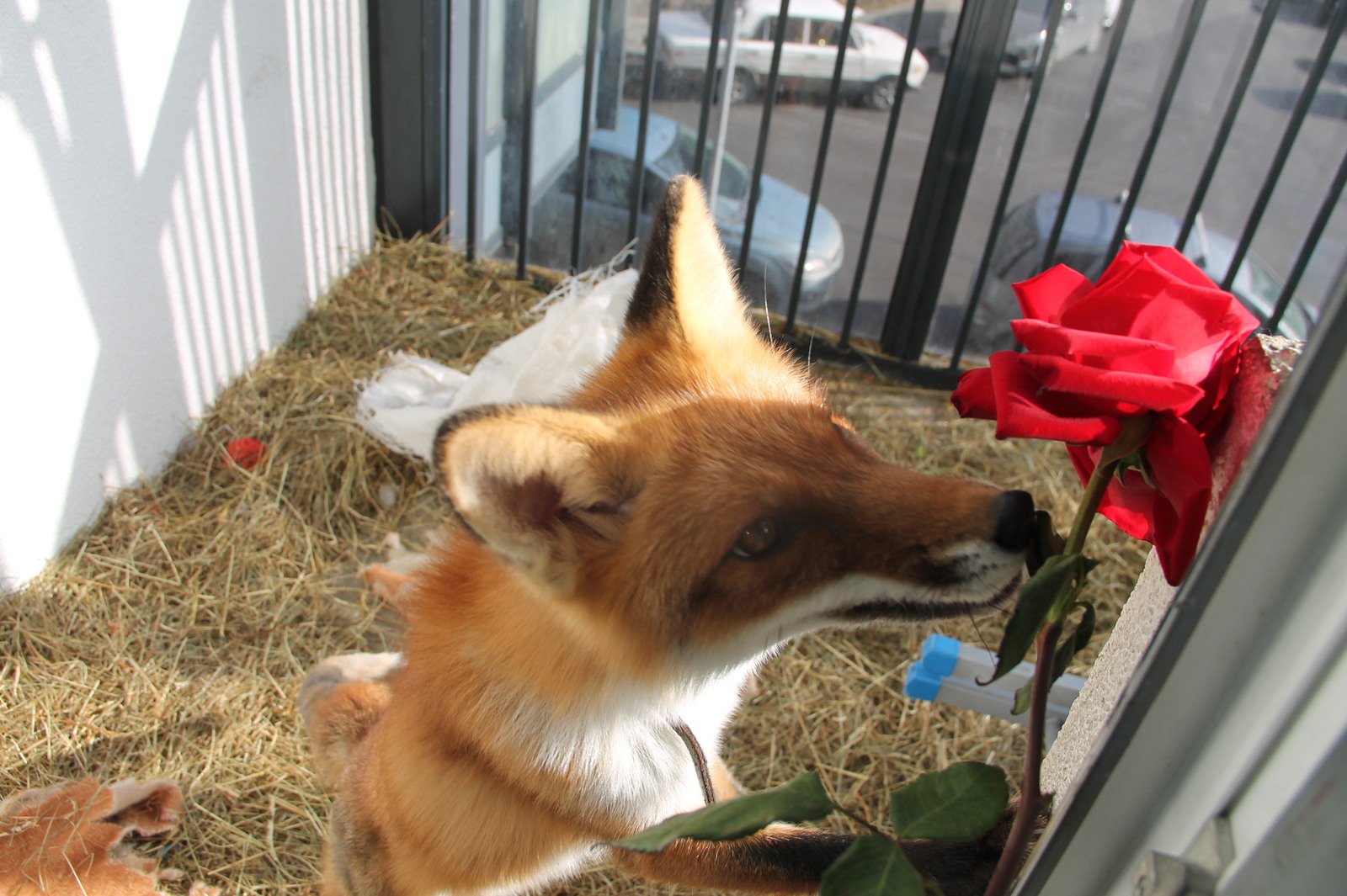 fox and rose - My, Fox, Domestic fox, Sonya the domestic fox, Domestic foxes, Yummy, Video, Longpost