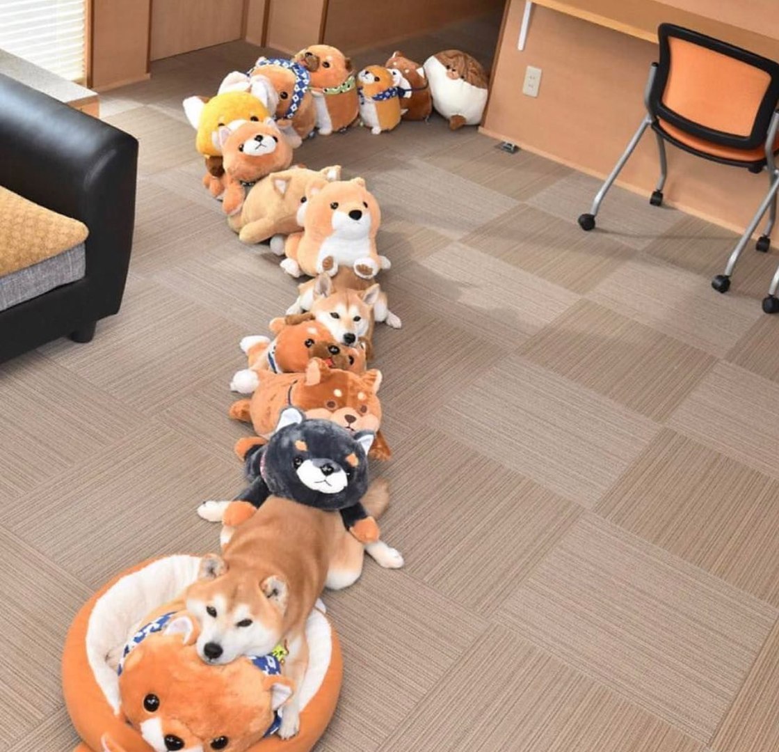 Centipede Doge Edition - Doge, Wow doge, , Dog, Milota, Toys, Centipede, Shiba Inu