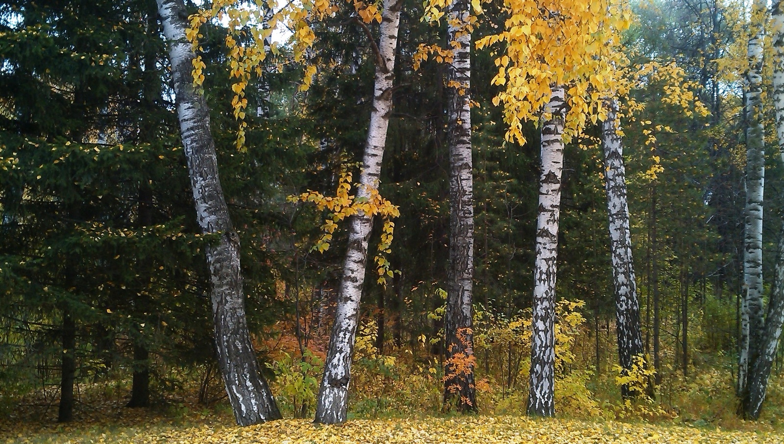 Old photos from the phone - My, The photo, Autumn, Tree, Novosibirsk