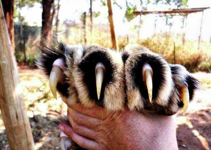 Lapische)) - Paws, Tiger, Hand