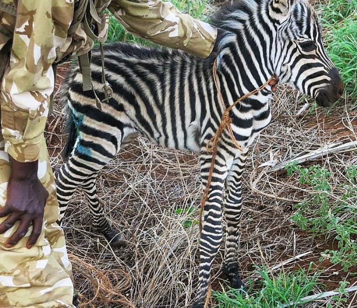 Zebryonok) - zebra, Children, The photo, Animals