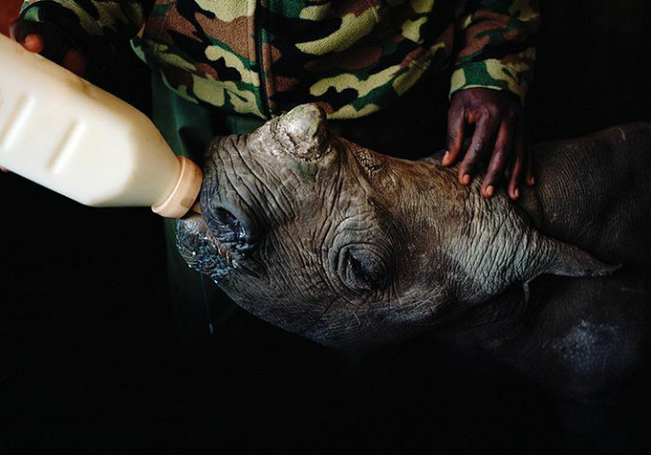 Feeding a Baby Rhino - Rhinoceros, Milk