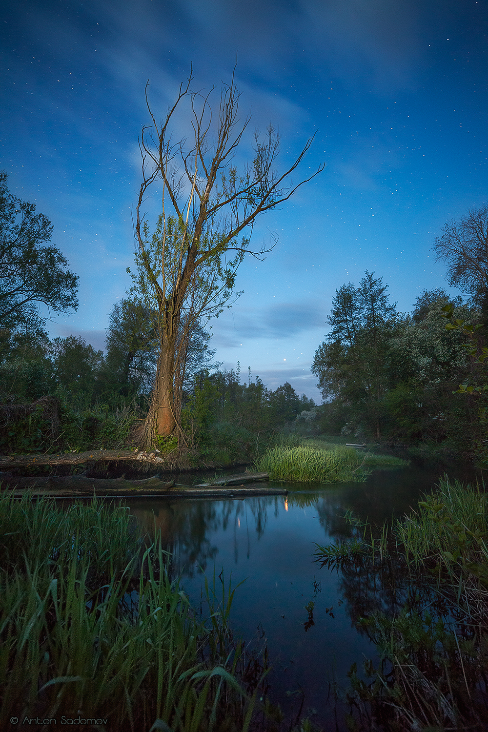 On Malaya Idolga, Saratov Region - The photo, Tree, Sky, River, Russia